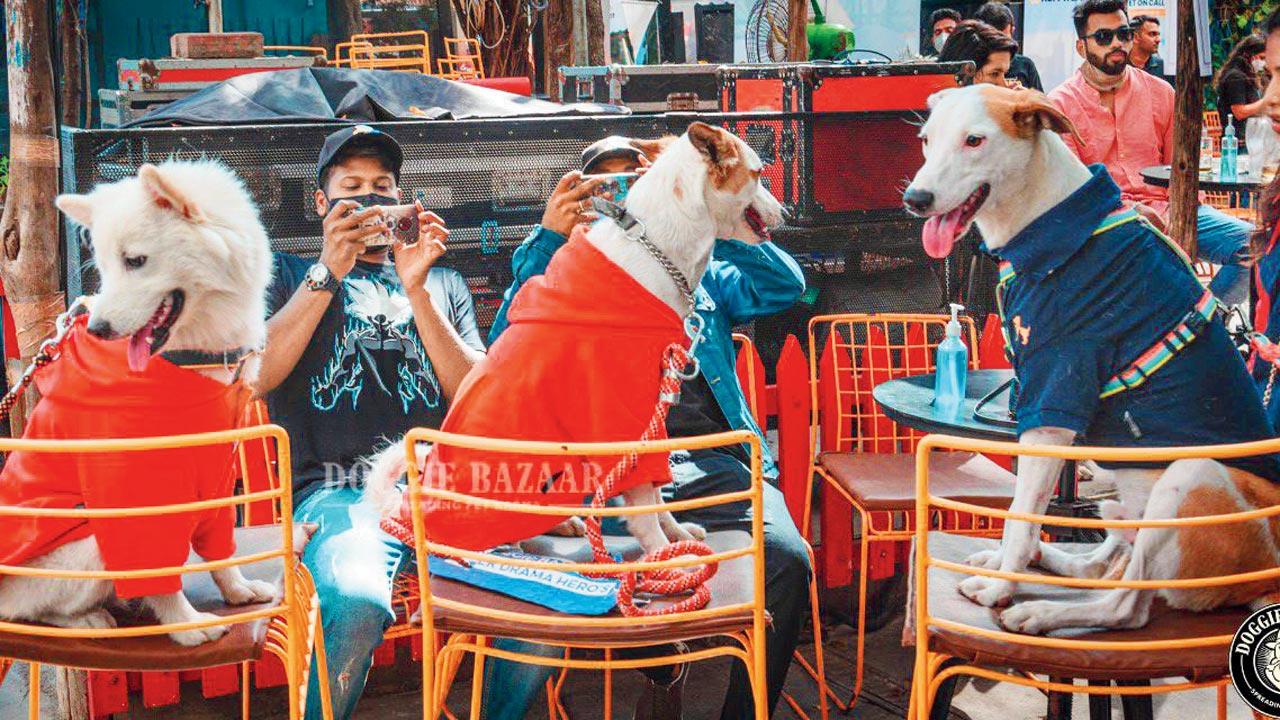 A previous pet party that Doggie Bazaar hosted
