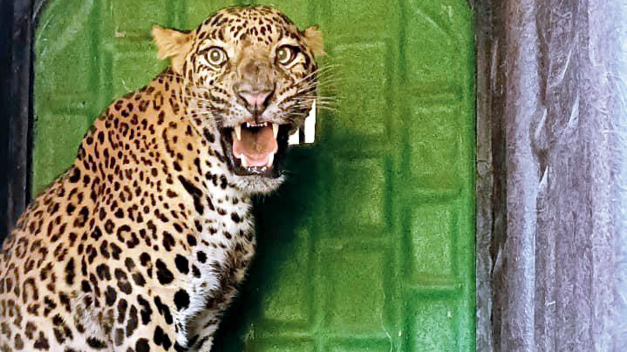 Seriously injured leopard, stuck in snare, rescued