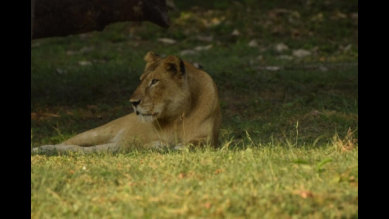 Over 36 percent of the imported animals died at Jungle Safari Park: Gujarat govt