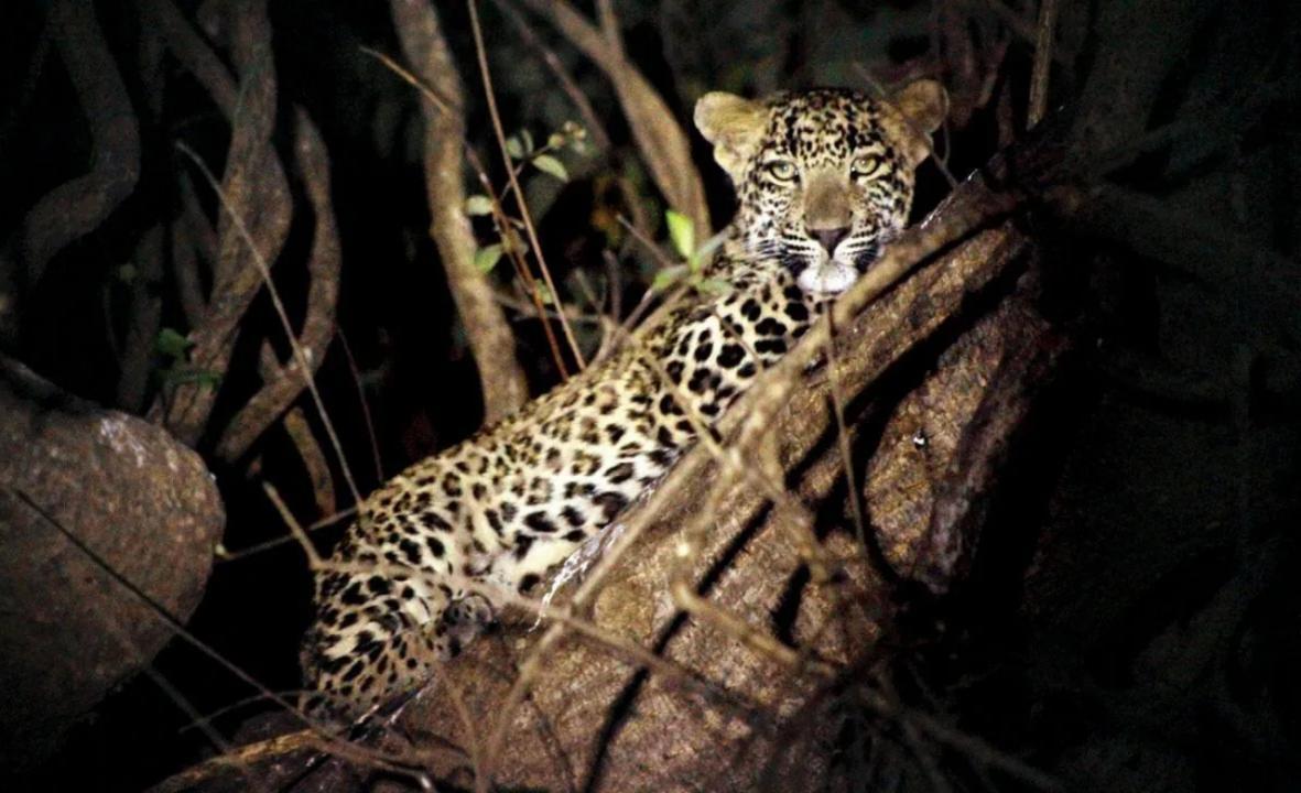 Leopard strays into Mercedes-Benz plant in Pune district, captured