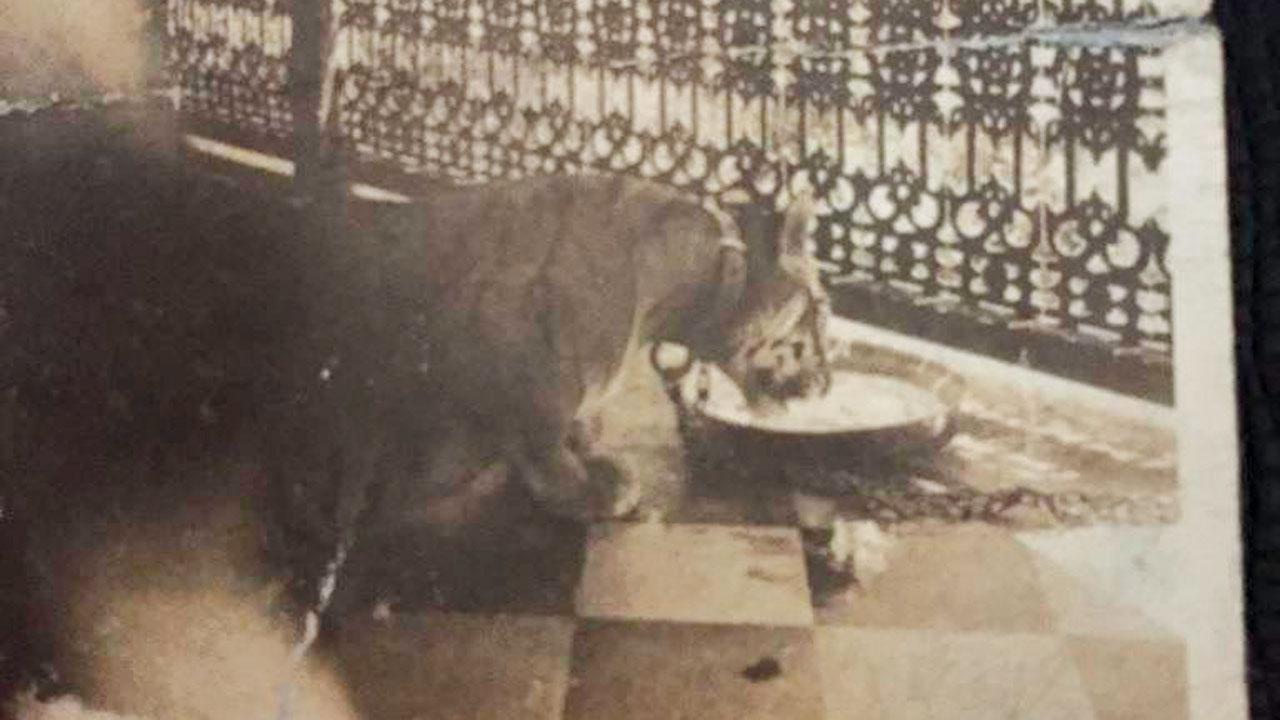 The pet tiger cub his grandfather brought home