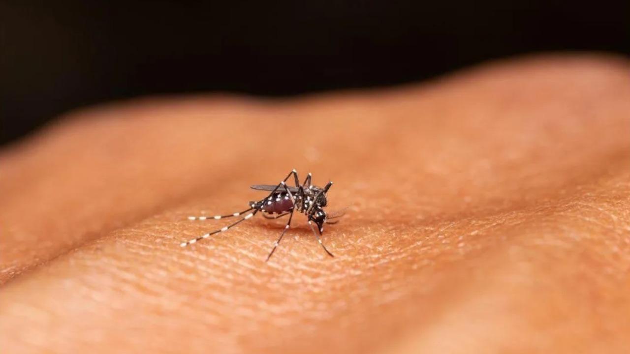 Some types of arthritis may be caused by mosquito-borne viruses: Study