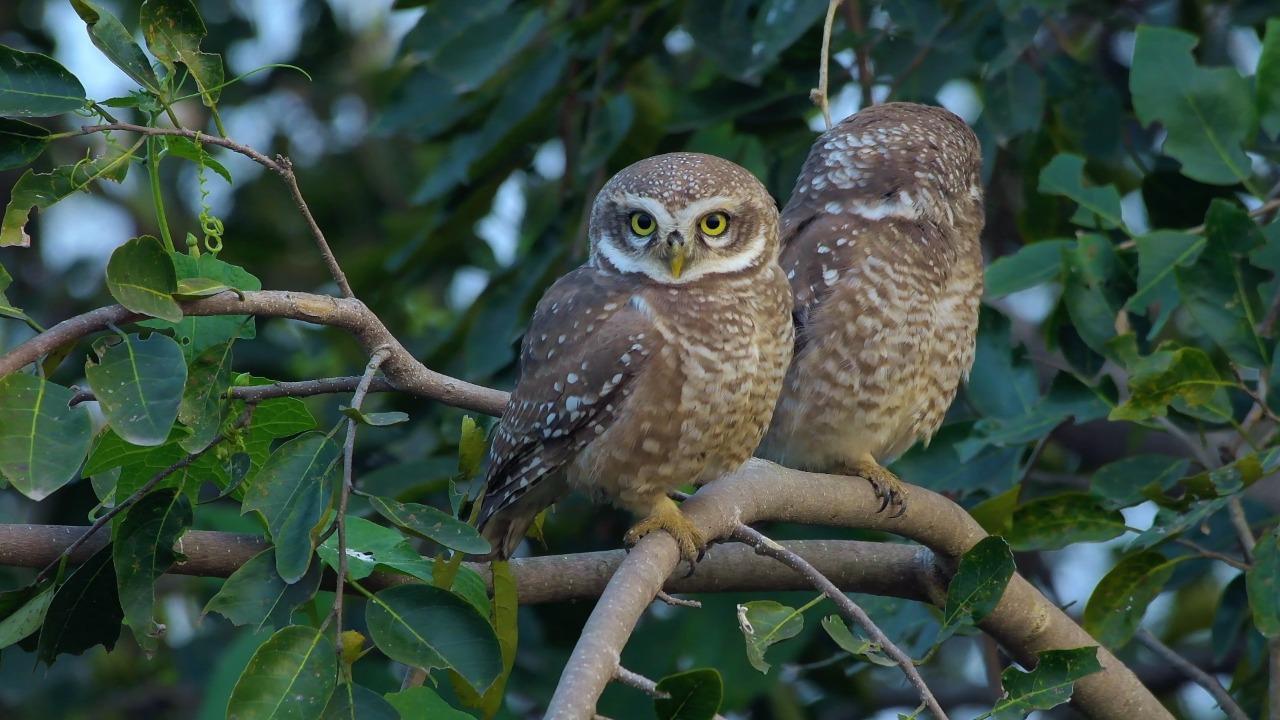 ID tools launched to help law enforcement agencies identify 16 owl species in illegal trade