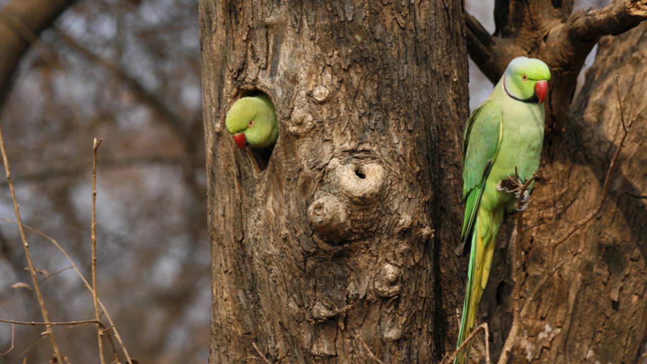 'India witnessed loss of a fifth of species over 20 years': Zoological Survey of India chief