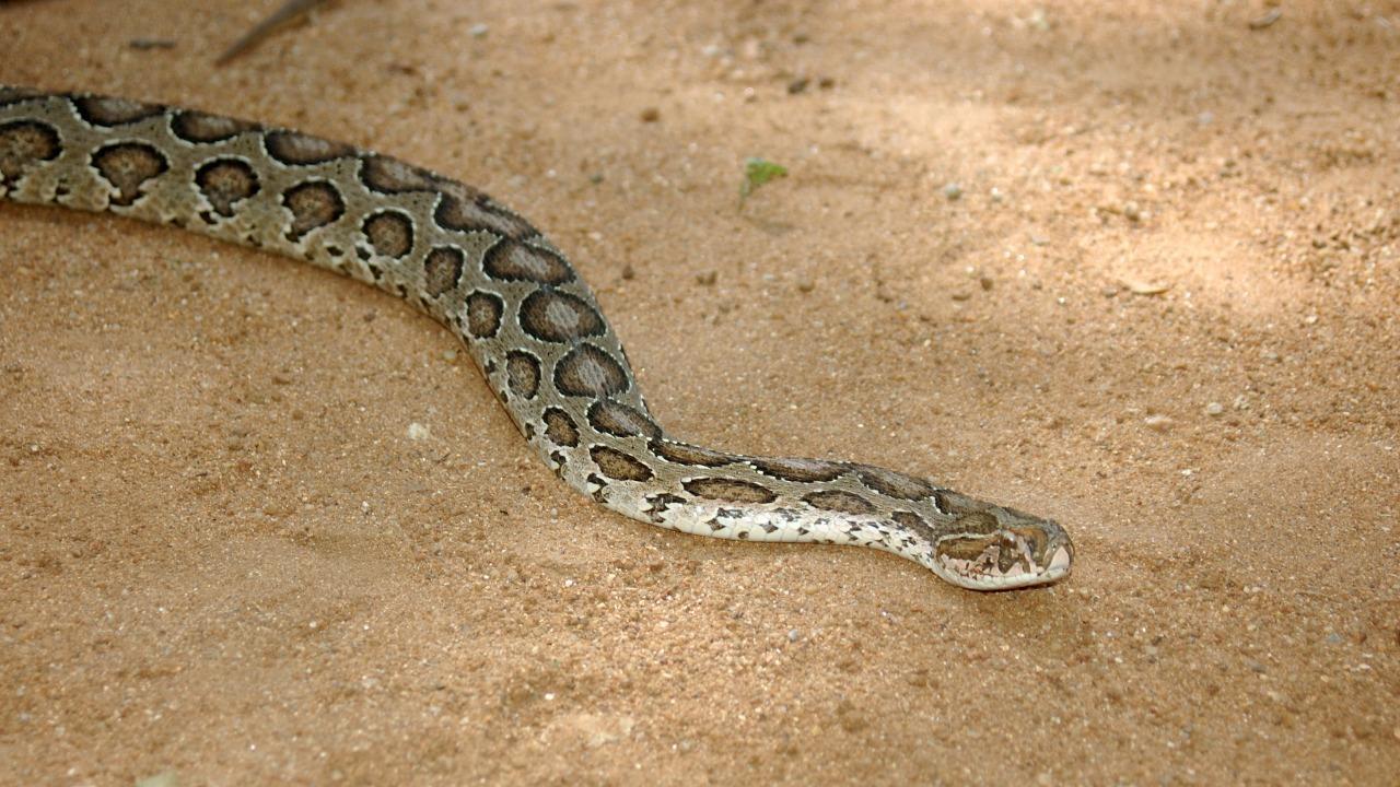 Tamil Nadu govt grants permission to Irula tribe to catch snakes for venom