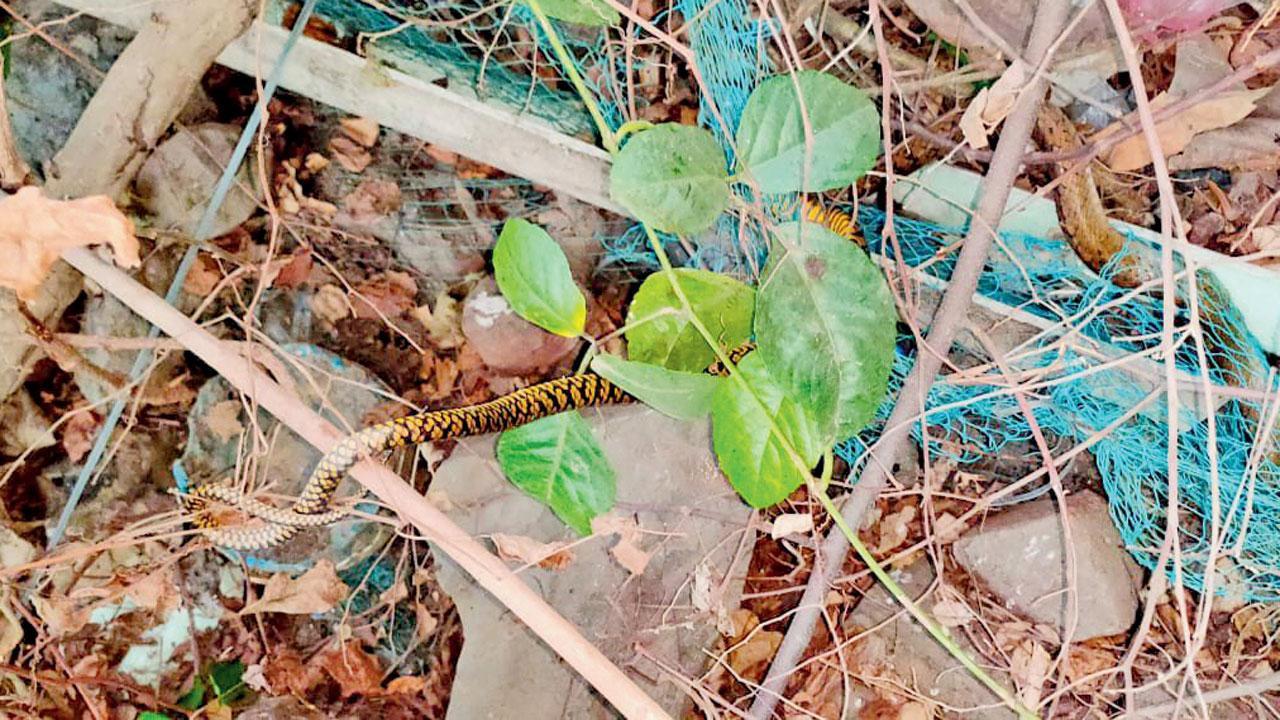 Caught in nets, around 20 snakes rescued in 20 days in Mumbai