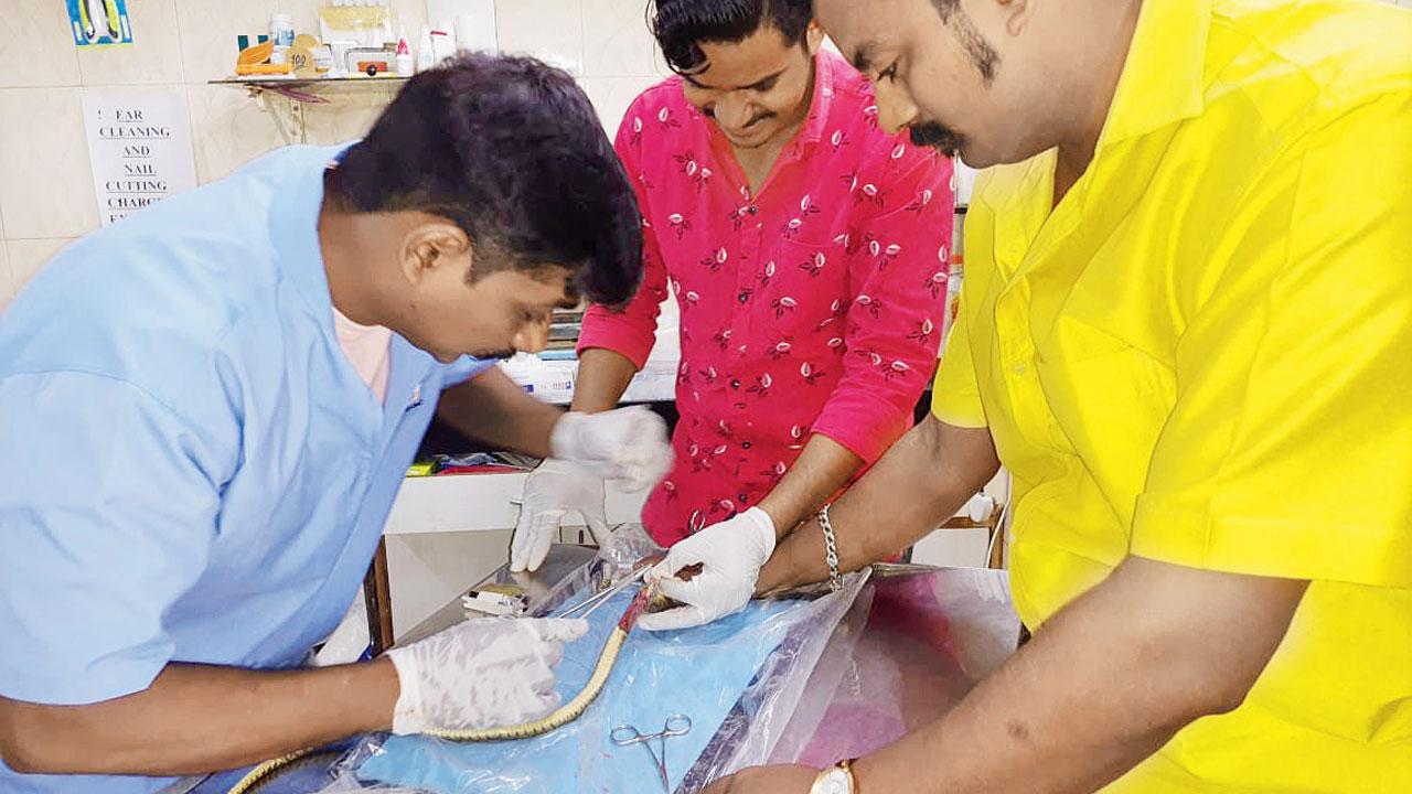 The volunteers of NGO treating the injured snakes
