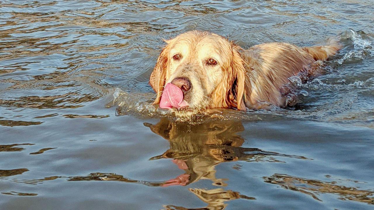 Doggie’s day out