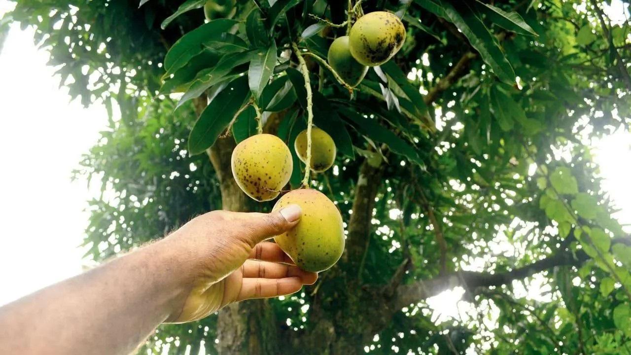 Six mango varieties you must try this summer