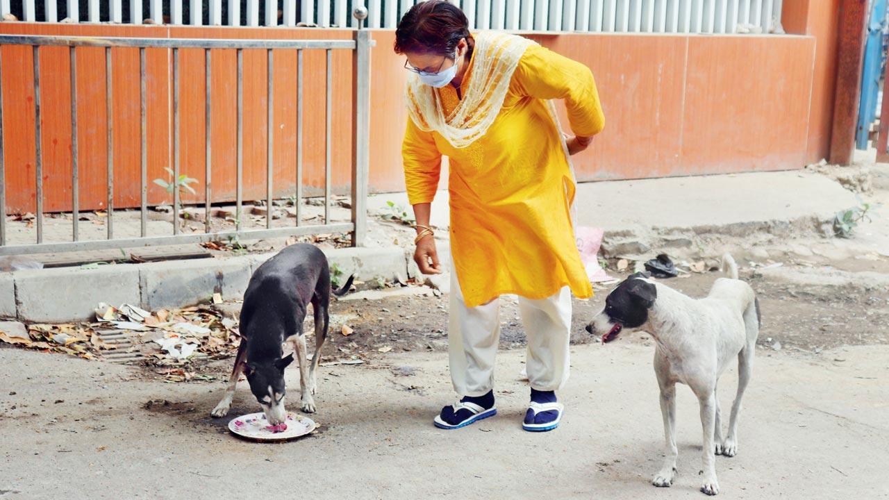 BMC plans doggo corners in each ward to feed strays