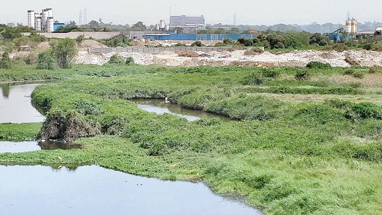 Stop murder of mangroves in Bhiwandi: Activist to govt