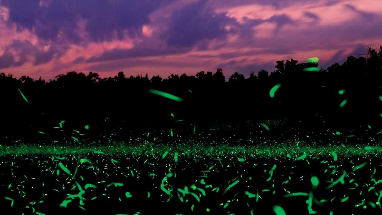 Witness nature’s little lamps