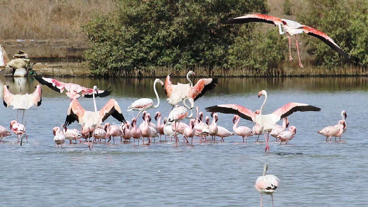Flamingo festival takes flight