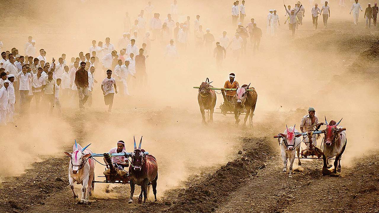 A bullock cart race near Jejuri in the Pune district. PIC COURTESY/VAIBHAV JAGUSTE