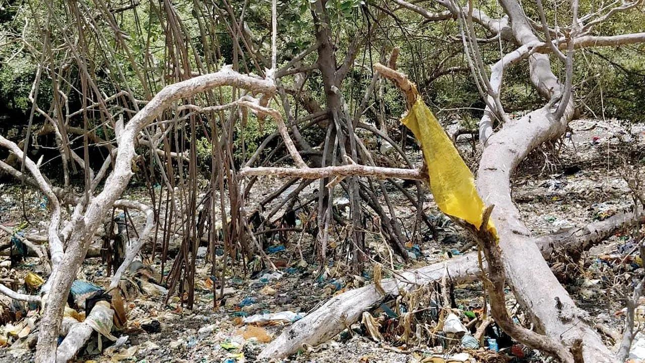 Mumbai: Debris mafia now reaches Bandra's Carter Road
Illegal dumping of debris on mangroves near Carter Road at Bandra has again come to the fore with a green activist writing to commissioner division office, Konkan; DCF Mangrove Cell; Collector Mumbai Suburban; Maharashtra Coastal Zone Management Authority, Maharashtra Pollution Control Bureau and officials of revenue department. Environmentalist Stalin D has claimed that the debris is killing the mangroves in the area. 
Mangrove Cell officials had allegedly also visited the spot a number of times and directed the civic corporation and collector to remove the debris, but no action has been taken yet. 