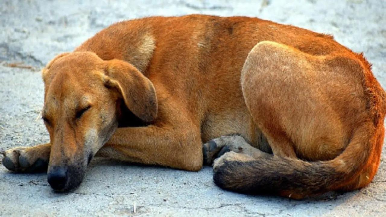 Thane: Case against man, son for beating dog to death in Ulhasnagar