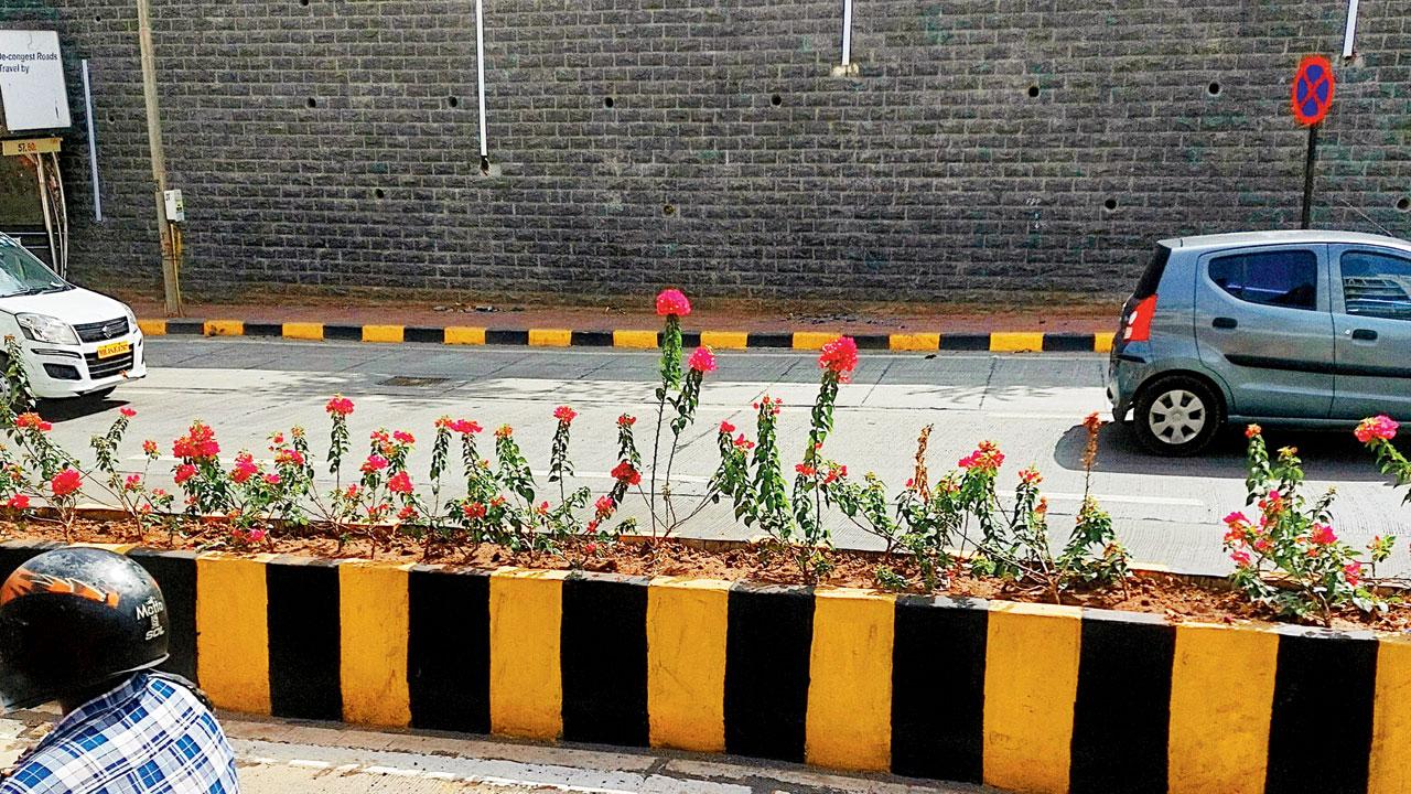 Flowers bloom near Sasmira College, Worli