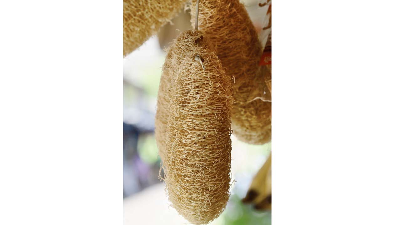 Luffa