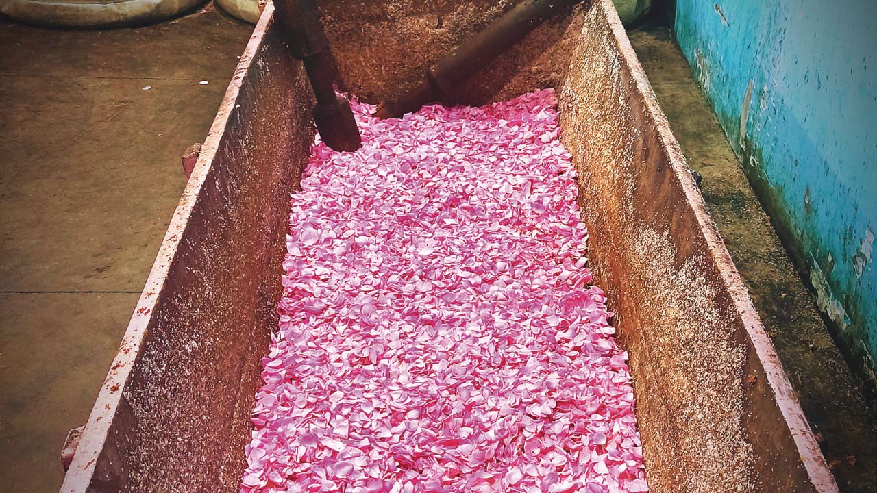 On the outskirts of Kannauj are rose fields where flowers are plucked at sunrise and sent to locals to separate the petals from the shaft. By evening,  they are in a workshop to be sifted on a large sieve. The larger petals are pounded with sugar in a mango wood mortar and pestle, ready to be crushed into gulkand