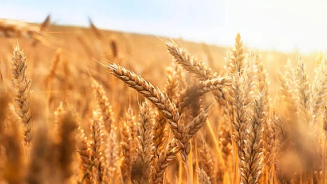 Punjab extends wheat procurement operations until May 31