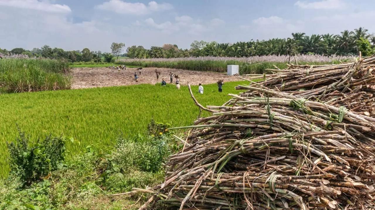 Maharashtra: Puntamba farmers to launch fresh agitation over sugarcane woes