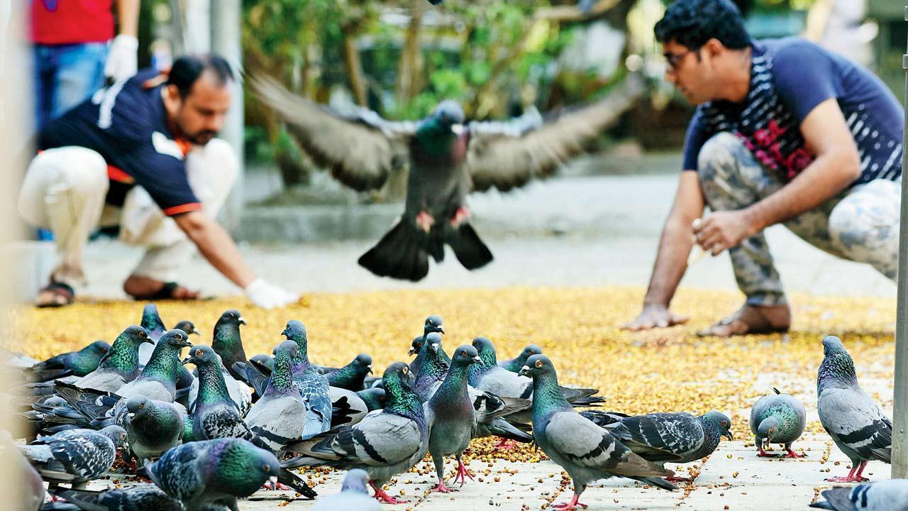 Mumbai: Kites, pigeons collapse due to heat stroke