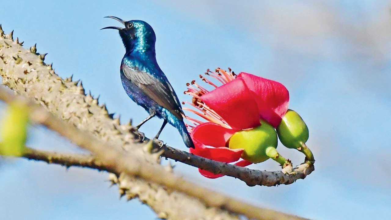 Sitting Still For Purple Sunbird