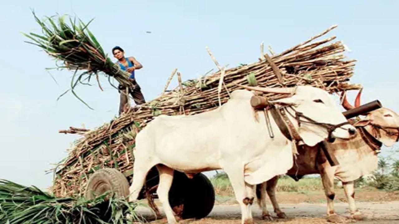 Over 17 lakh tonnes of sugarcane still lying in farms across Maharashtra despite end of crushing season