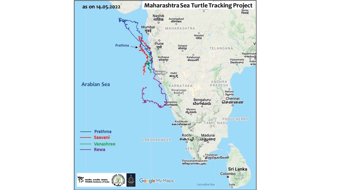The travel chart of four of the satellite tagged turtles. Pic/WII
