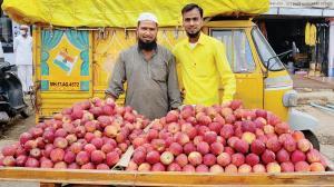 When cricket saves you from drought