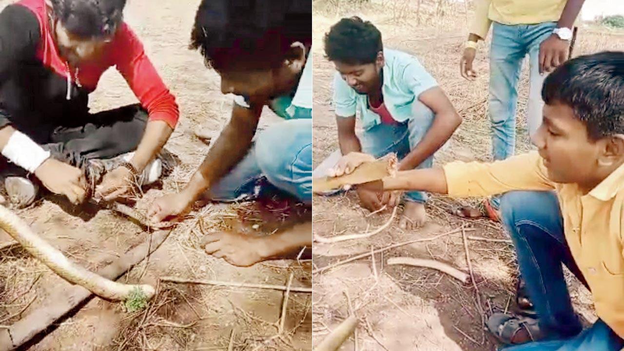 Maharashtra: Youths chop live snake into pieces in Osmanabad