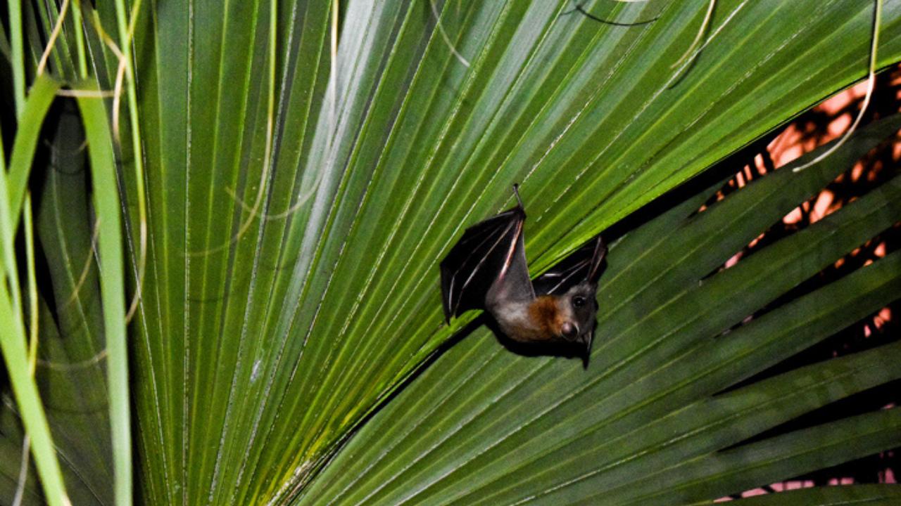 Covid-19 poo test for bats may help pandemic monitoring: Study