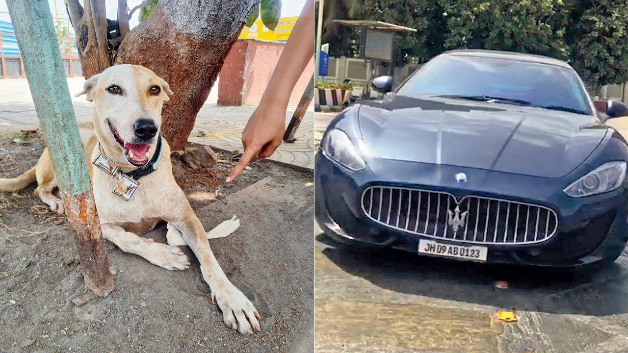 Driver who ran high-end car over stray dog held by Worli police