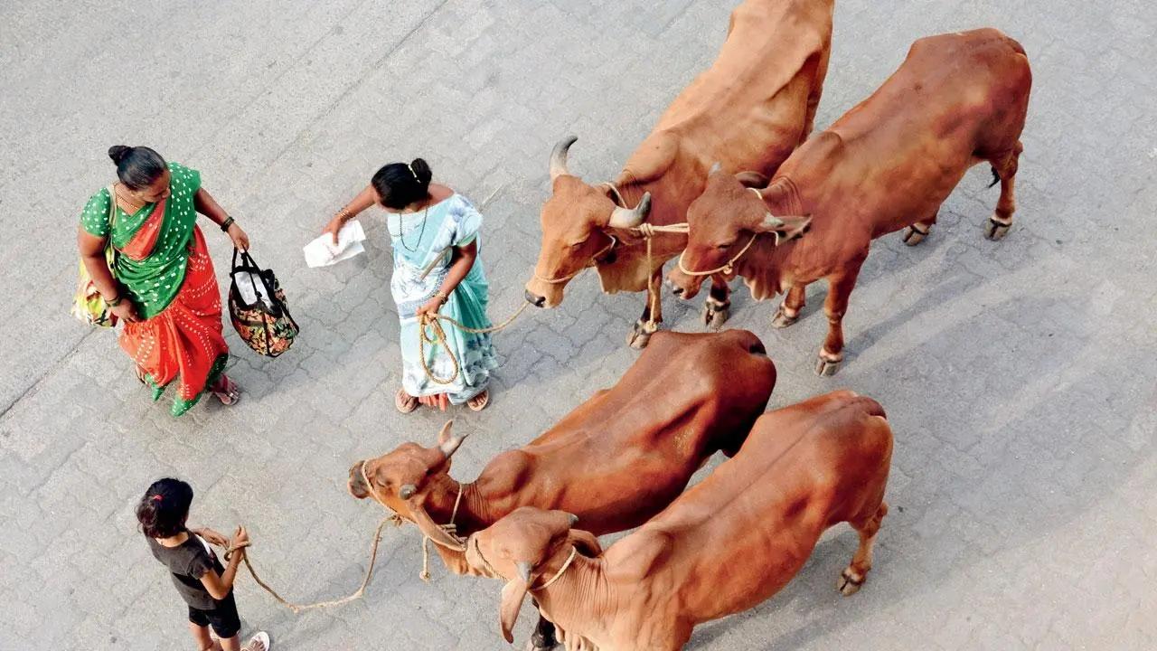 The cows will come home: A young girl joins her mother as they lead their cows back home in the evening at Dombivli. Pic/Satej Shinde