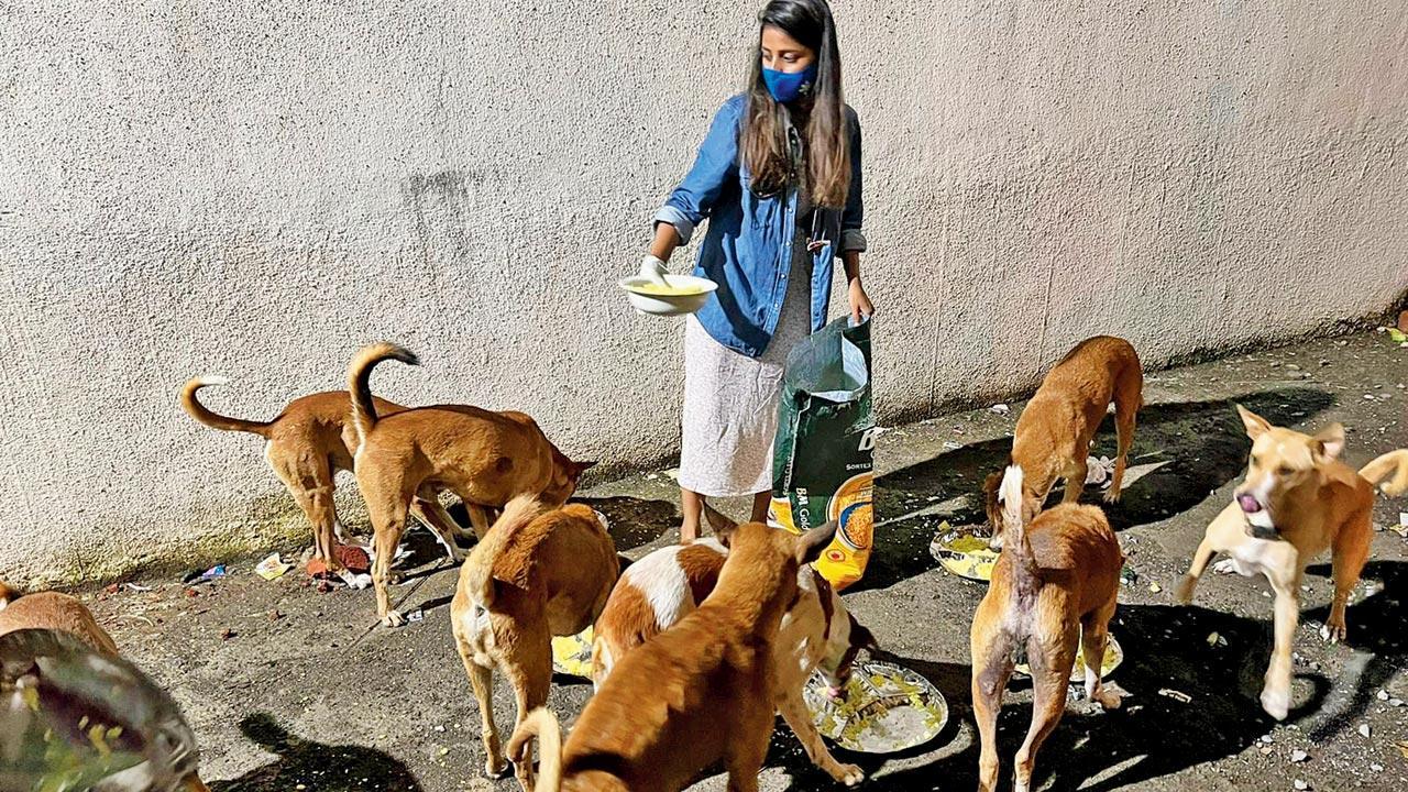 Mumbai: Mystery gang kidnapping and dumping stray dogs