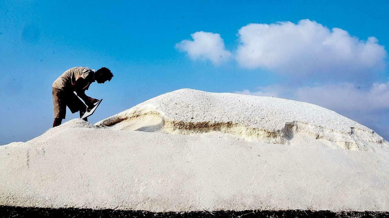 Moving A mountain: A worker toils on a salt heap at Wadala’s salt pans on Thursday. Pic/Shadab Khan