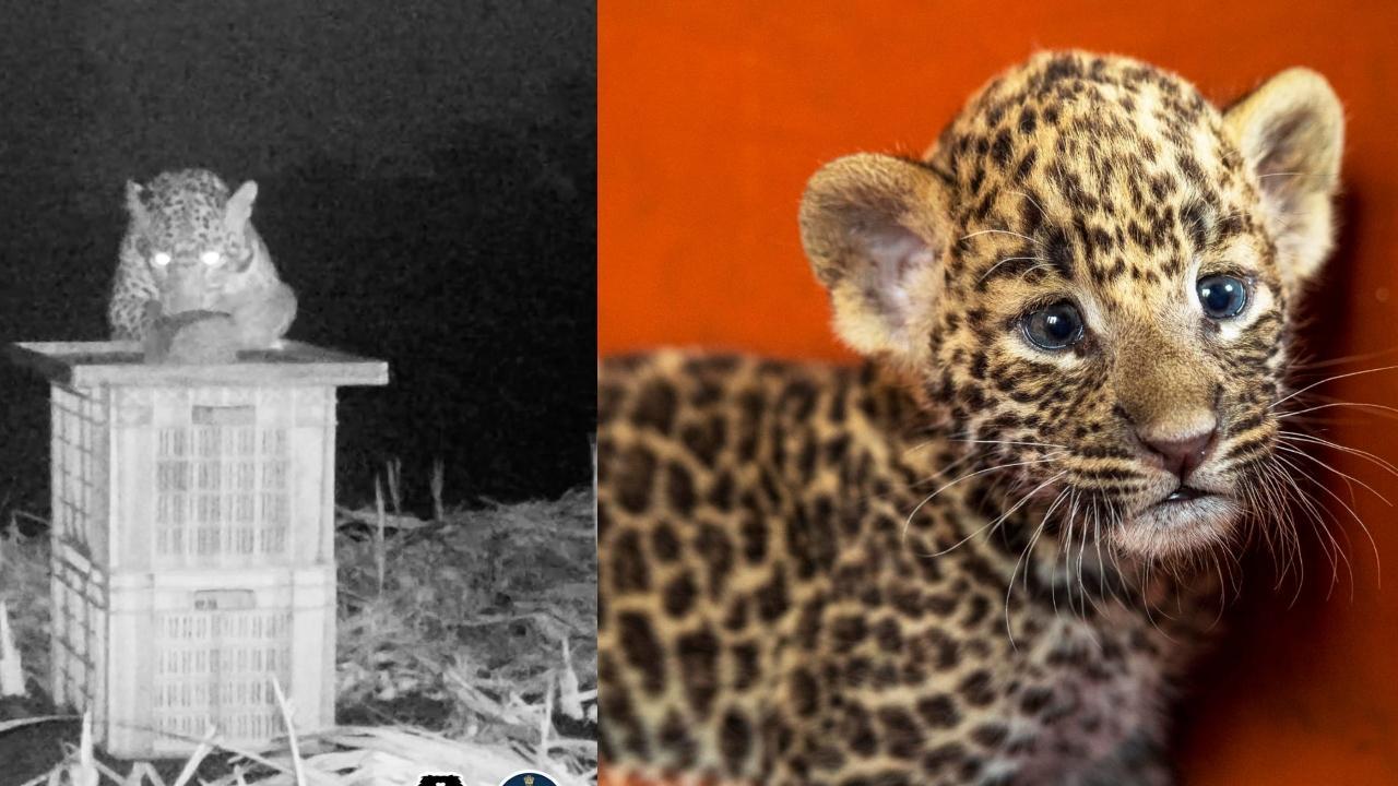 Lost leopard cub reunited with mother after five days in Maharashtra