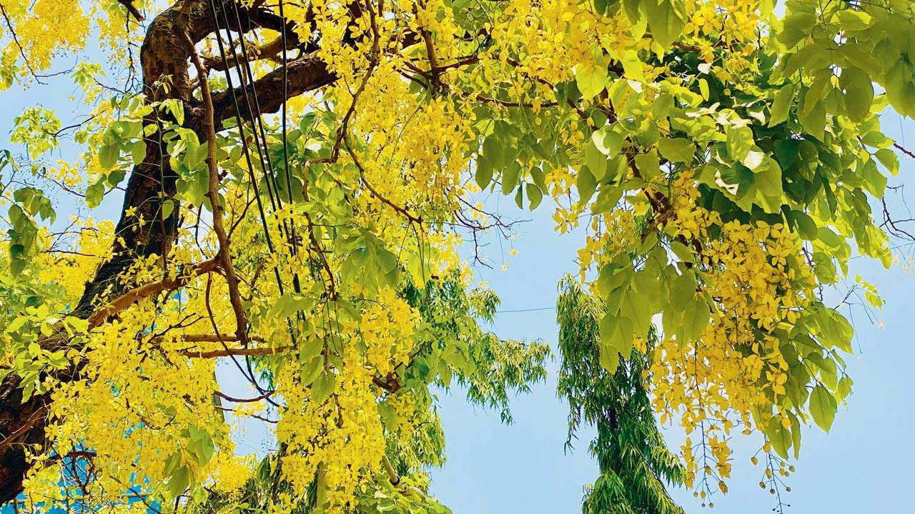 Flaming laburnum boughs shed to form yellow carpets on the ground. Pic/Sooraj Bishnoi