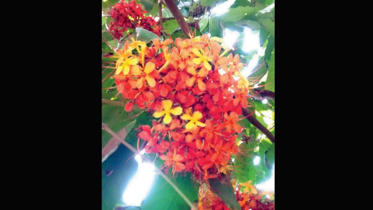 Colourful bloom clusters adorn the Sita Ashok tree. Pic/Kitayun Rustom