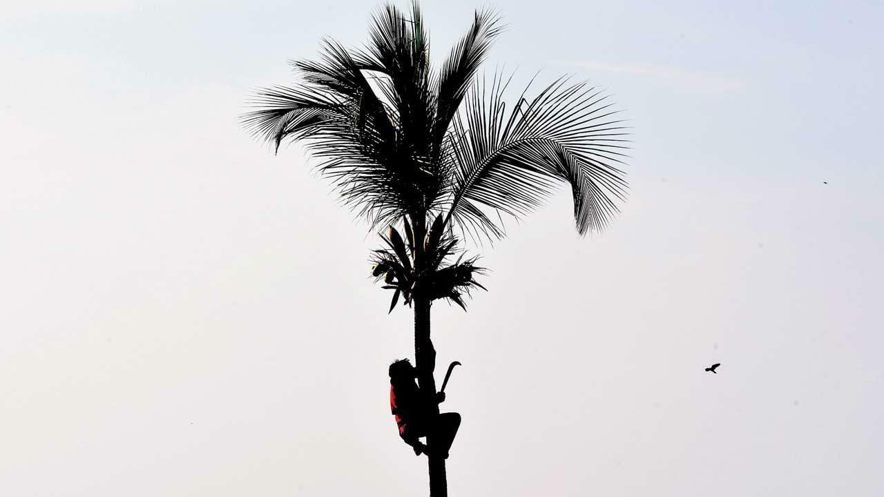 Aiming for the top: Near Haji Ali, a worker slowly climbs to the top of a coconut tree to trim the leaves. Pic/Shadab Khan