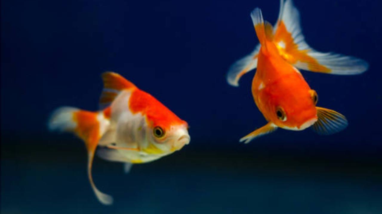 Pet goldfish might be threat to native biodiversity: Study