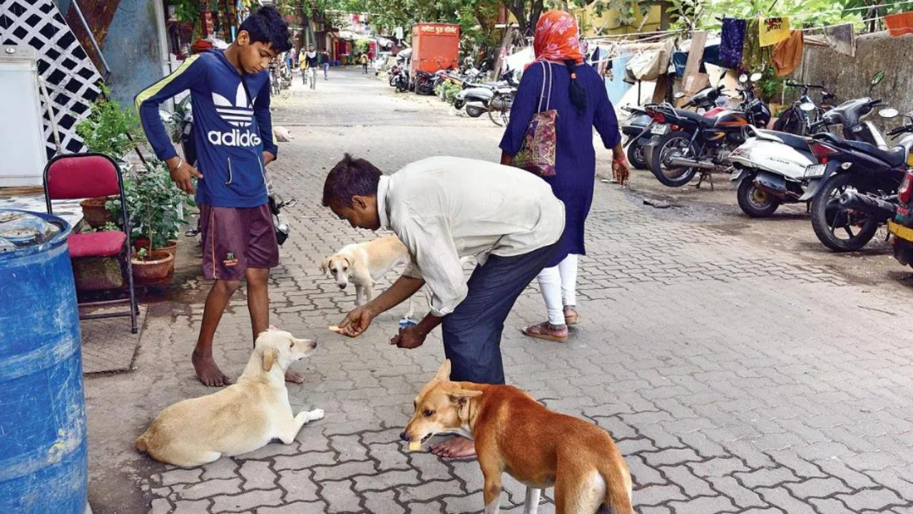Adoption of stray animals helps in breaking the chain of cruelty where animals are forcibly bred, reproduced and sold as a commodity. Mid-day file pic