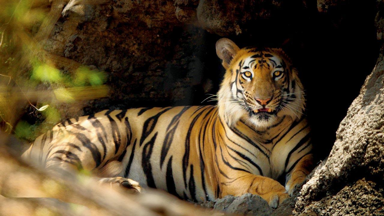 Painganga Wildlife Sanctuary is the new tiger hotspot in Maharashtra