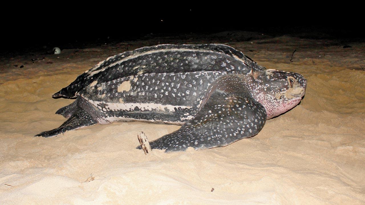 Leatherback sea turtle