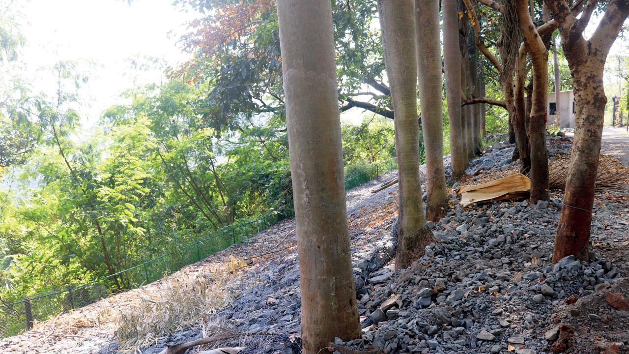 Rocks cover the soil around the trees on the premises of the VIP guest house, in Aarey Milk Colony. Pic/Anurag Ahire