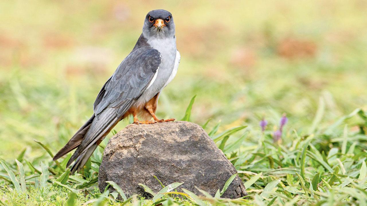 Winter visitors: Don’t miss spotting migratory birds in Mumbai and Navi Mumbai
