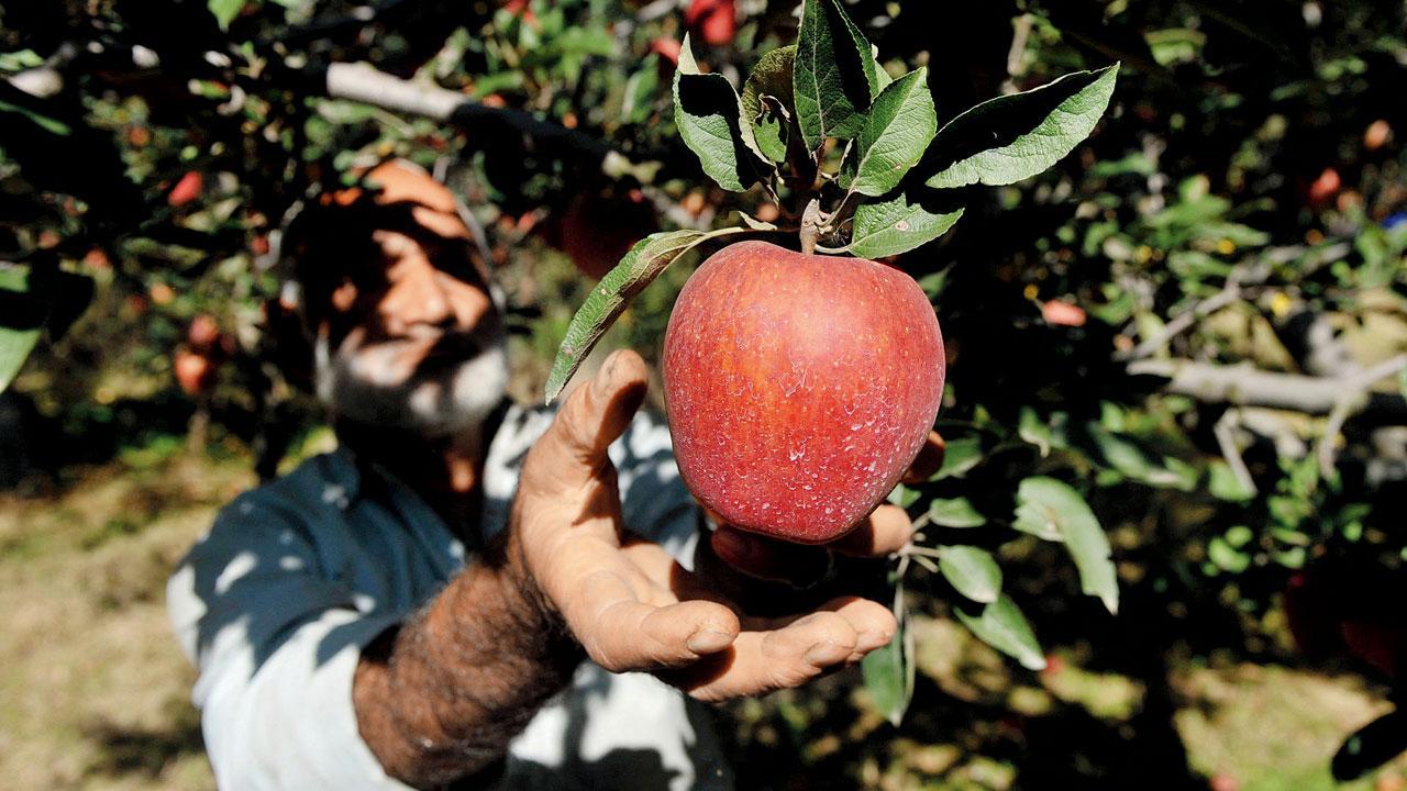 Kashmiri apple growers appeal for govt help