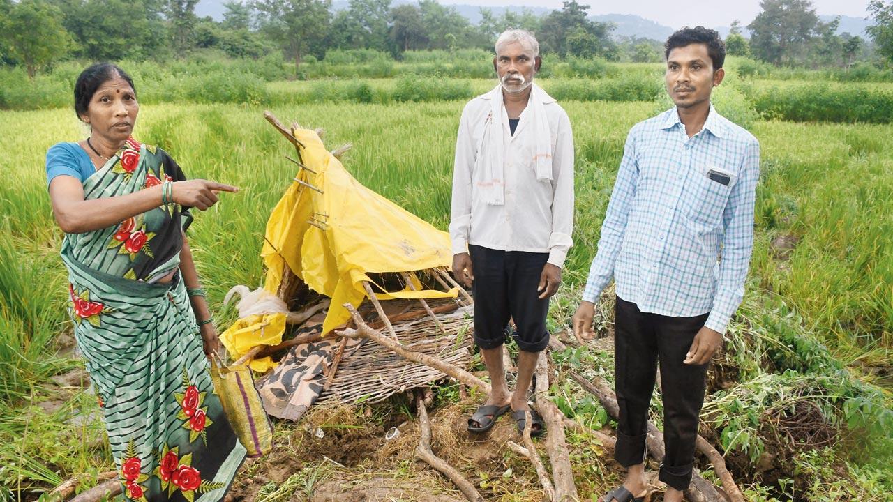 Maruti Sauskar, his wife and his 30-year-old son Yashwant show the damage to their four-acre field and machaan in Kawtha village, Gondia, after a herd of 23 elephants ambled into their farm on a September evening