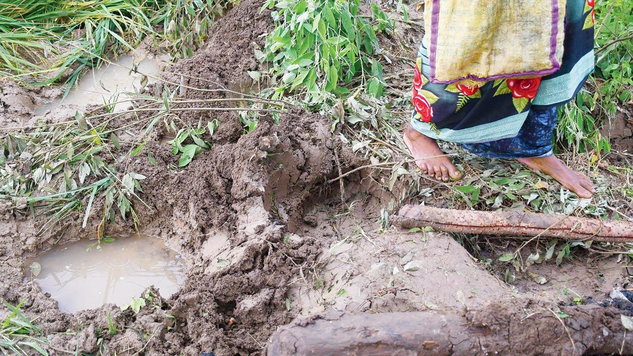 Maruti Sauskar, his wife and his 30-year-old son Yashwant show the damage to their four-acre field and machaan in Kawtha village, Gondia, after a herd of 23 elephants ambled into their farm on a September evening