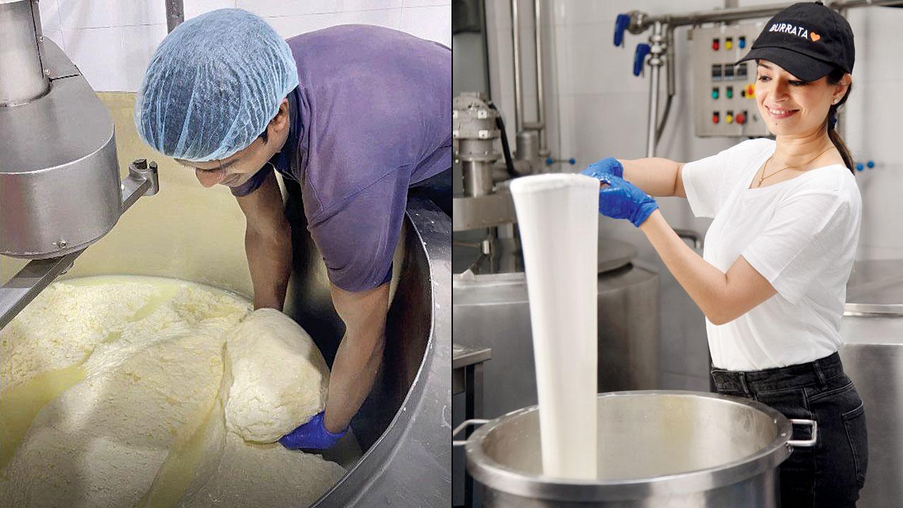 Cheesemaking underway at the creamery in Bhandup